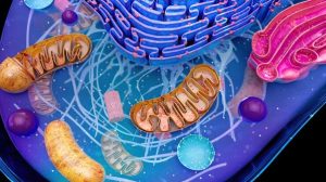 Mitochondrial Efficiency